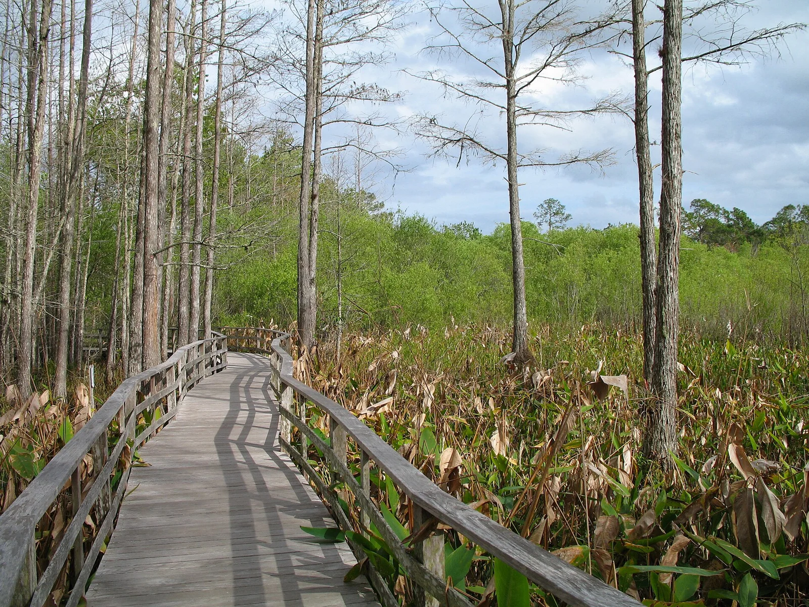 Corkscrew Swamp Sanctuary boardwalk